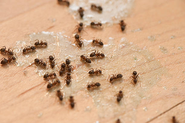 Best Affordable Pest Control Services  in East Liverpool, OH